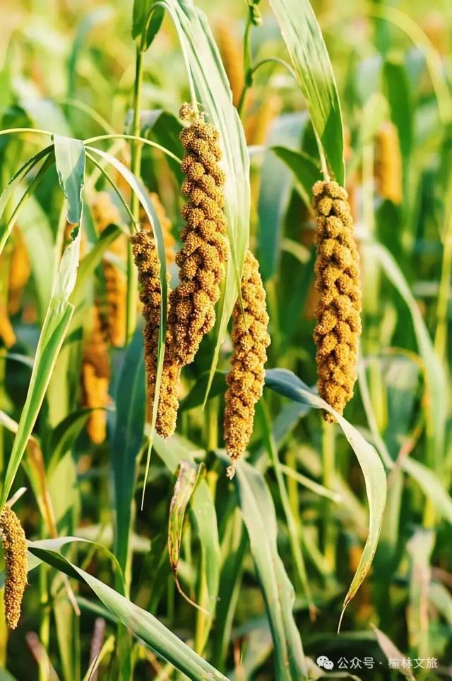 看完《山水间的家》，一人说一个爱上米脂的理由！