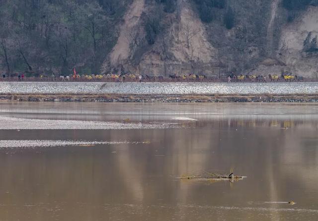 当黄河映驼影，这一刻仿佛穿越了丝路时光！