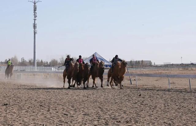 策马踏雪欢歌起！达茂旗冬季那达慕“热力值”超标