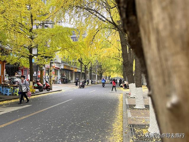 成都市中心最美银杏观赏地，这6处你去过吗？都不要门票！