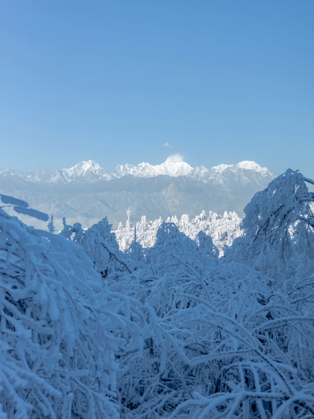 最佳观赏期！雅安的红叶彩林“封神”啦！