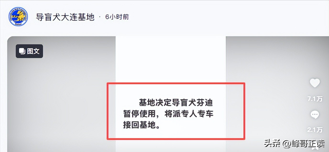 爬泰山的作死夫妻被制裁！导盲犬被收回，身份被扒，家里还有一只