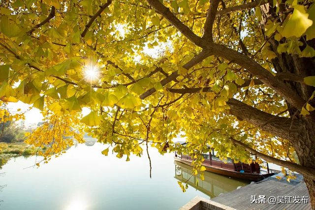 周末去打卡丨“杏”会！颜值高峰来了！