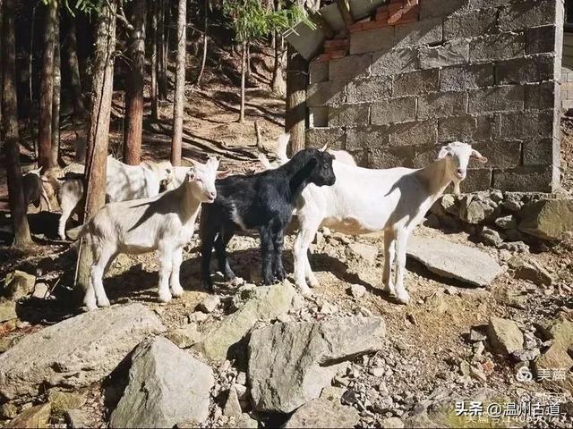 醉美林坑晒秋!这条连接两个避世古村落的省一级古道,周末可走起