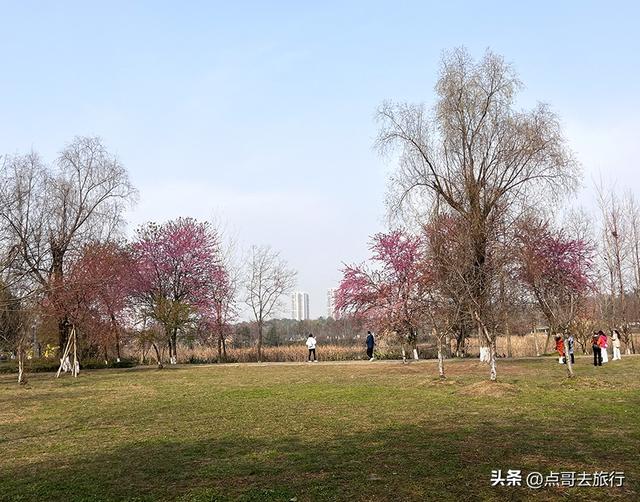 成都最大规模冬樱花开了，1000多株，惊艳壮观，免费，地铁直达！