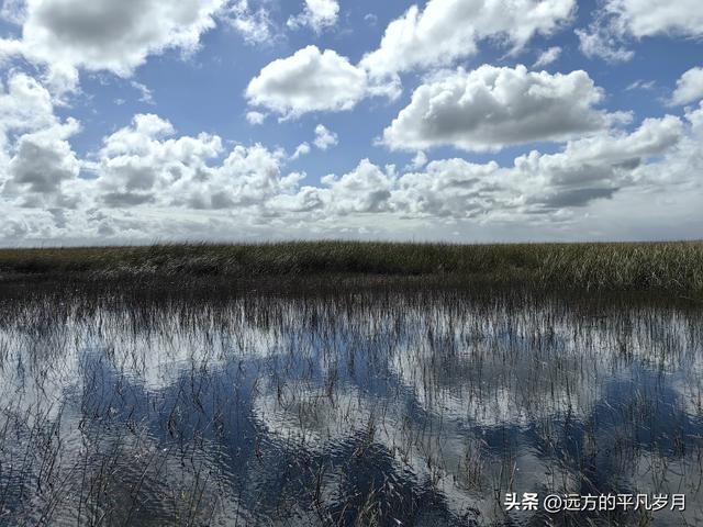 大沼泽地美国国家公园（迈阿密游记三）