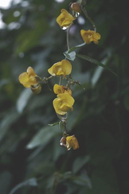 你来时，携风带雨，乱我四季，你走时，草木凄然，风月荼靡