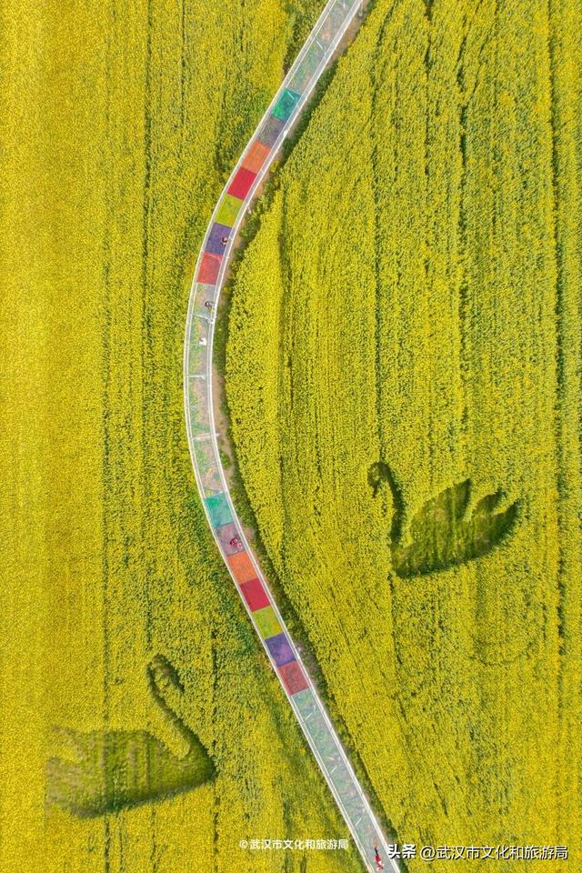 武汉春天最壮观的花海，全城盛开！