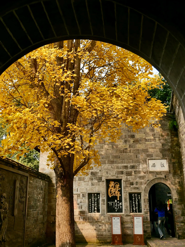 成都地铁10号线直达的小众银杏观赏地，自助美味斋饭好吃到爆！