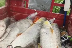 湖南男子开三轮车拉鱼！鱼身上的“血洞”惹怒网友：又是锚鱼的！图片