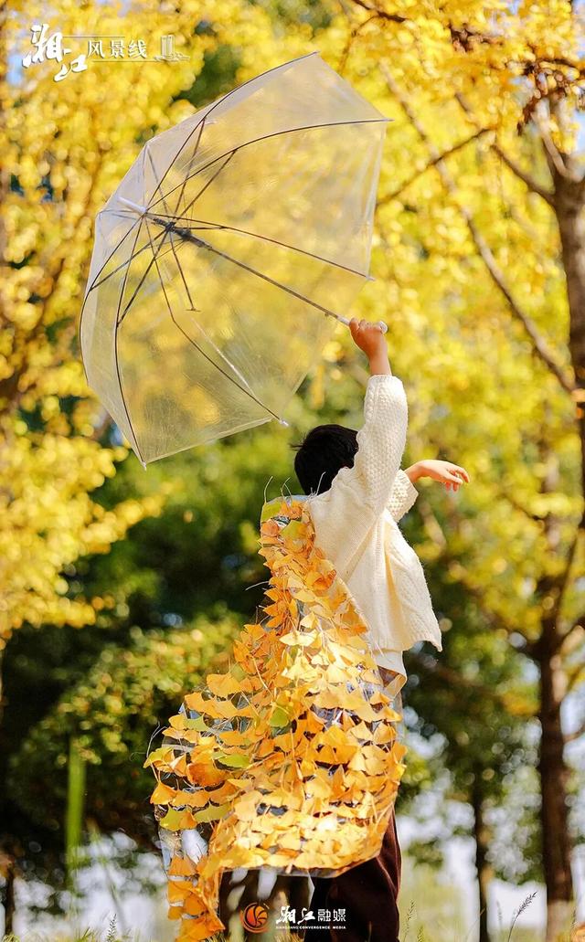 长沙银杏浓度即将达到100%！这波“小确杏”你要接住→