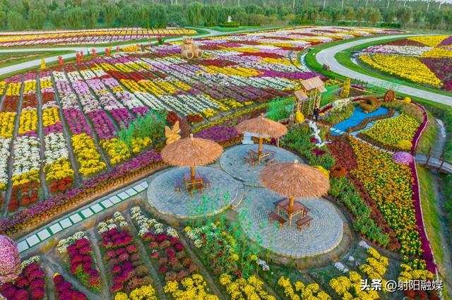秋游射阳，这片菊海藏不住了！