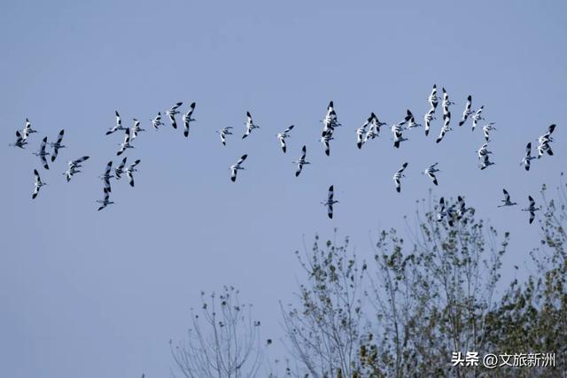 水上森林“红”了！武汉冬日观鸟秘境，邂逅油画里的万鸟齐飞
