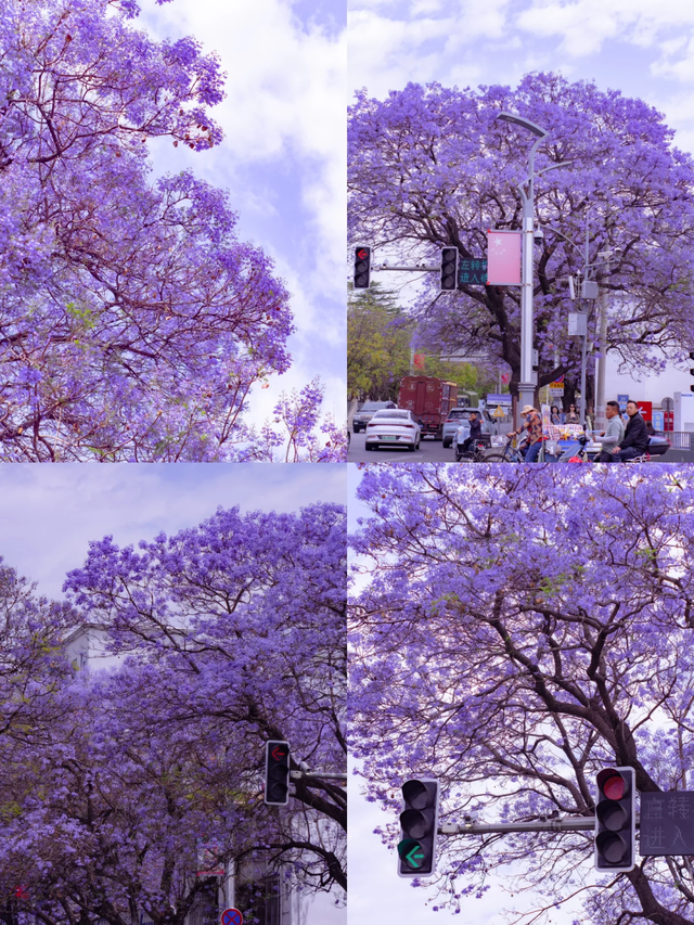比大理浪漫！比昆明更近！高铁直达阳光小城，2万株蓝花楹美疯！观海登山，美食吃到爽！