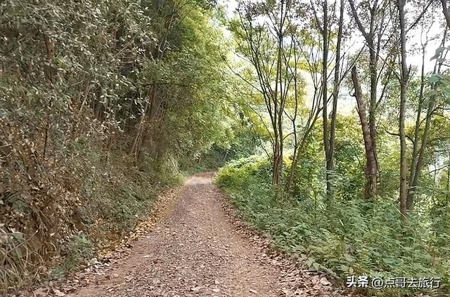 成都龙泉山冷门徒步路线，大片桉树林超美，不要门票，野趣十足！