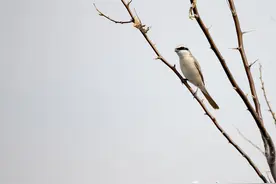 辨词：伯劳 看似呆萌实则凶猛图片