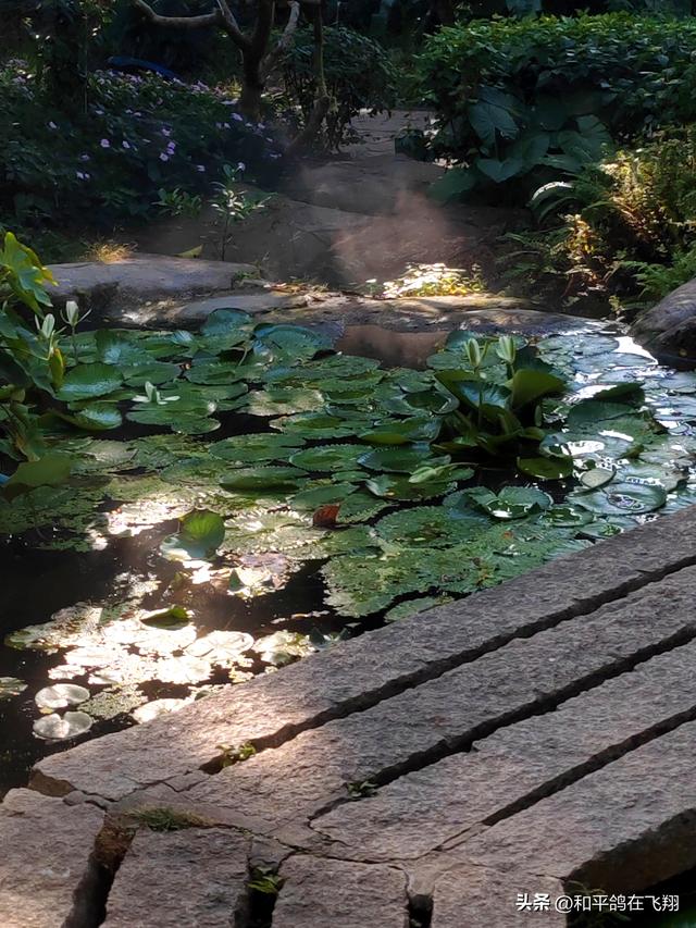 厦门植物园：邂逅自然的绮梦
