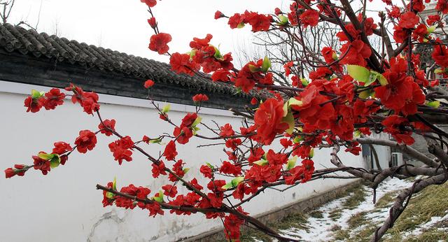 北京大观园“梅花”提早绽放 古风新春景致惊艳亮相