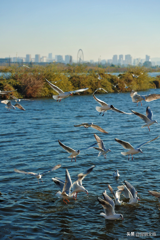 不止大坝！昆明观鸥最全热门+小众点位收录＊附核心区交通指南