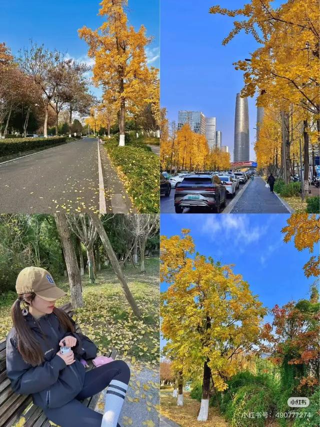 地铁直达！免费！成都20个绝美赏秋地，银杏水杉梧桐红枫限时上演！就在家门口！