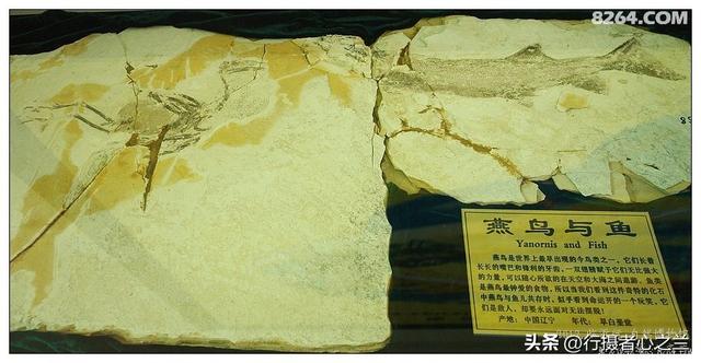 山东行游影记（37）—平邑天宇自然博物馆（十二）