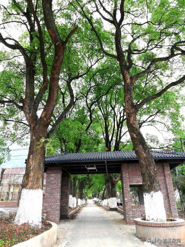 半日樟香沁心脾