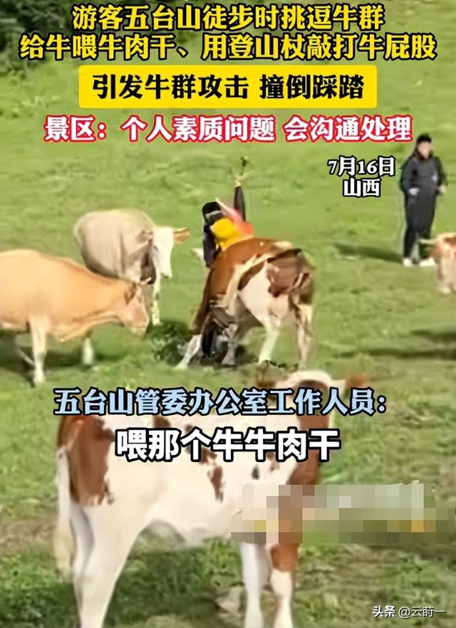 游客徒步遭牛群踩踏后续：景区回应，真相曝光后，网友直呼太活该