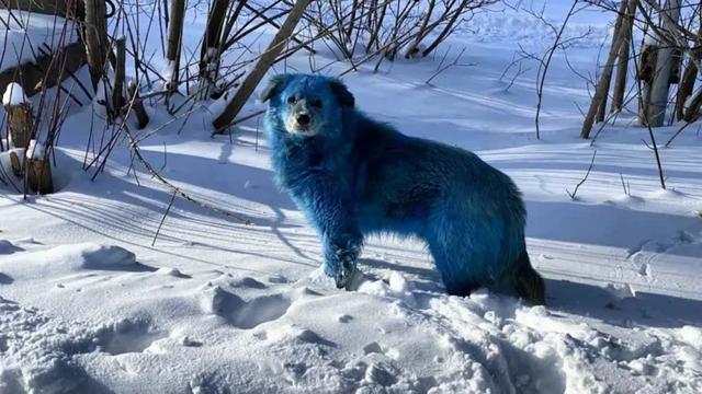 突变？切尔诺贝利发现蓝色的狗！是被核辐射变异了吗？