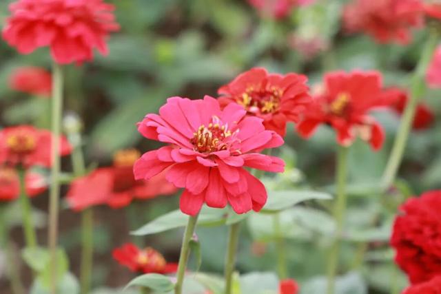 柳江藏了个宝藏地！花海邂逅热气球，浪漫又出片