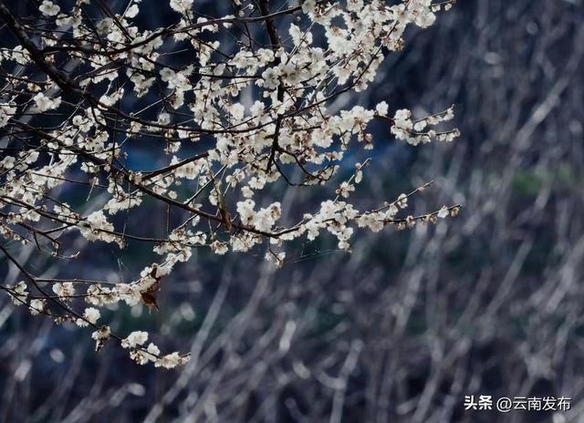 冬日到楚雄南华，赴一场“梅”好之约~