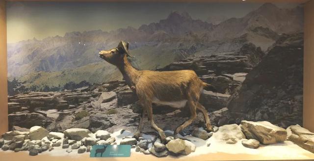 观山·阅史·体验·品文化 | 四座博物馆，四种维度，解锁一个立体的四姑娘山