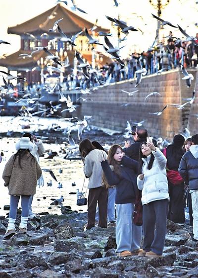 全年不重样！我市发布2026年文旅消费促进活动计划元月启程，请你看海赏鸥辞旧迎新