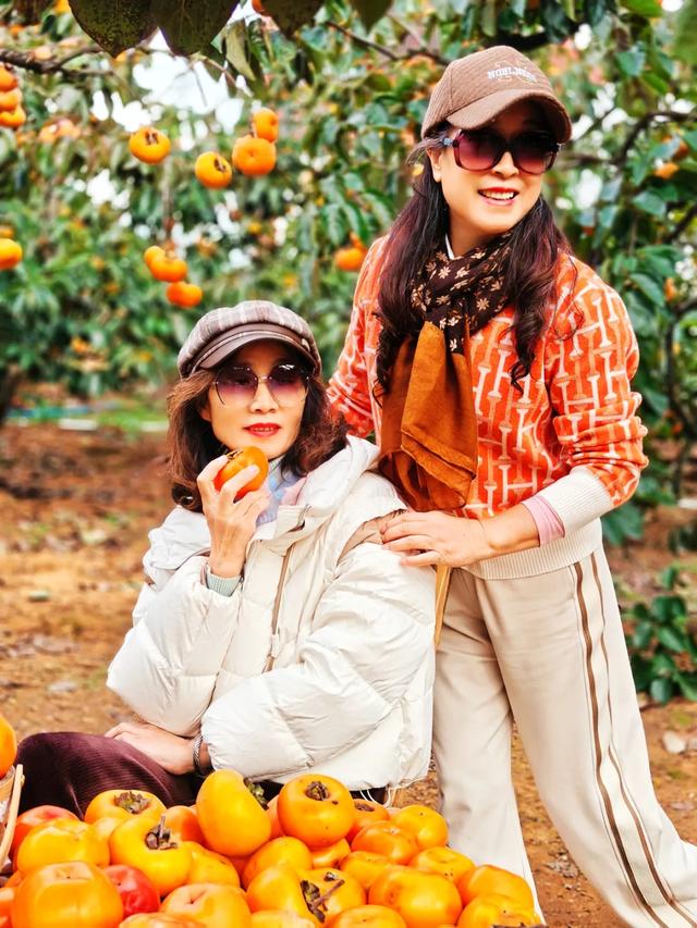 桂林：不入柿园，怎知秋色几许！