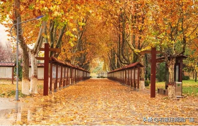 石家庄市城区赏秋最全指南，来啦！