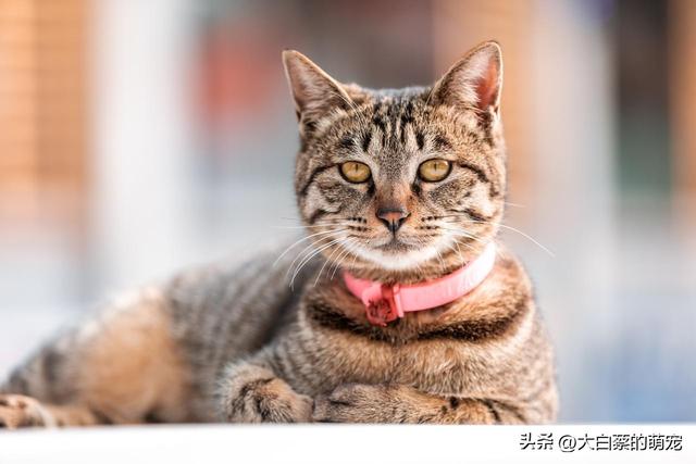 猫咪可能正在默默忍受剧痛，多数铲屎官都忽略了，猫咪疼痛的表现