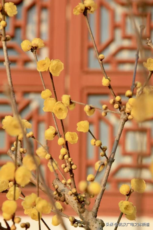 再启新章 武汉东湖梅园将于2026年1月1日开园