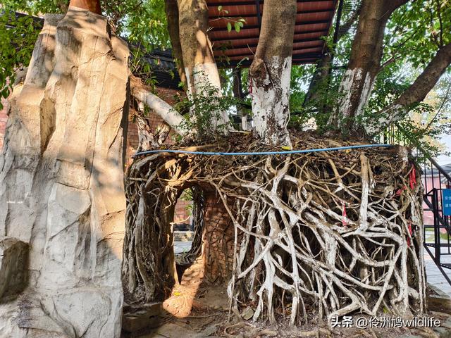 四川行(75)广汉②金雁湖公园·黑塔街·龙居寺