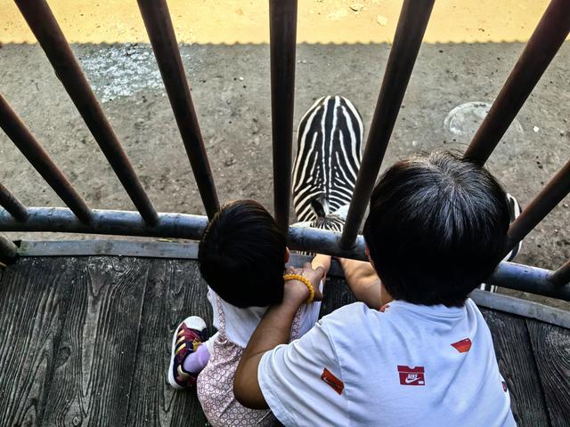 游览西双版纳热带动物园