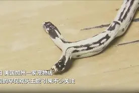 极为罕见！美国一宠物店现双头王蛇，有“两个大脑一个身体”图片