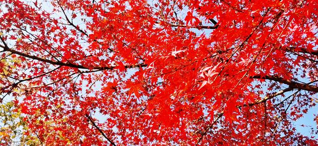 视觉画册｜醉美畲乡景宁：一季枫红燃情似火，半河光影温润如诗