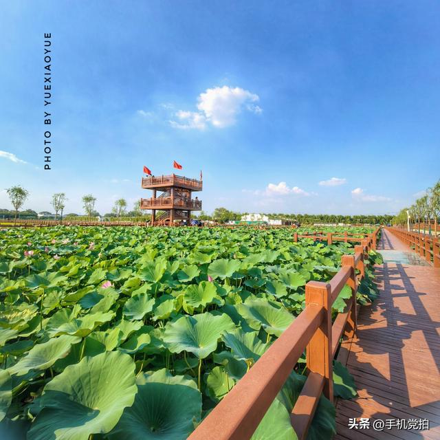 带你逛拍天津小站荷花塘｜这里的荷景别样美