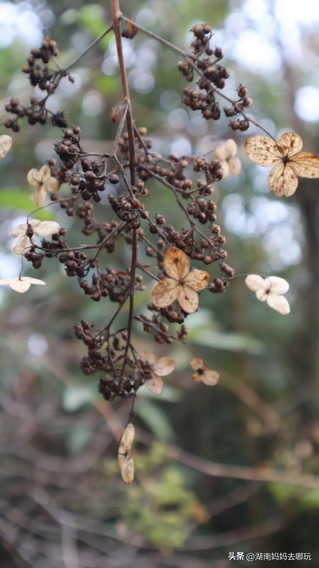 1.5h直达!藏在山野里的捡秋秘境,瀑布+挖宝双buff拉满!