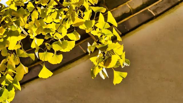 此时的你,被美到了!