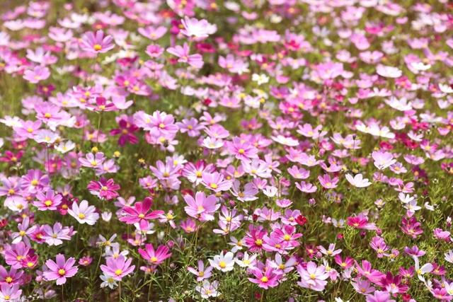 百千万工程“花”样答卷！德庆冠旭电子产业园惊现格桑花海，一起来打卡工业风浪漫吧~