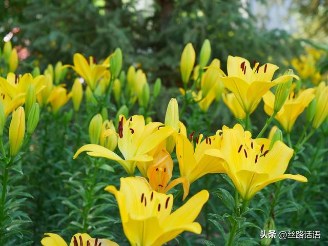 图集丨山丹：百合盛开，许你一个浪漫盛夏！