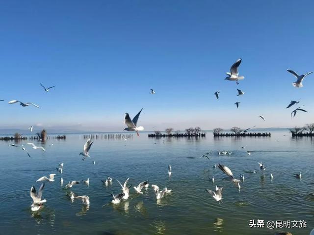 天晴就去！鸥鸟翩跹，这个免费国家级公园，藏着昆明最美的冬天