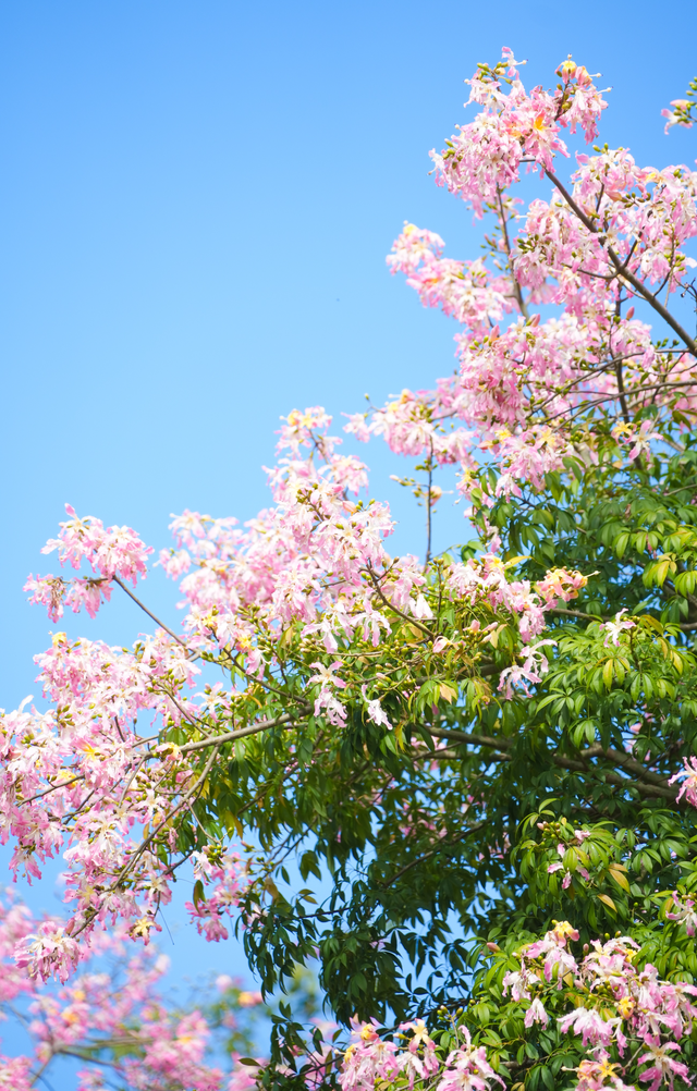 郁南：异木棉盛放