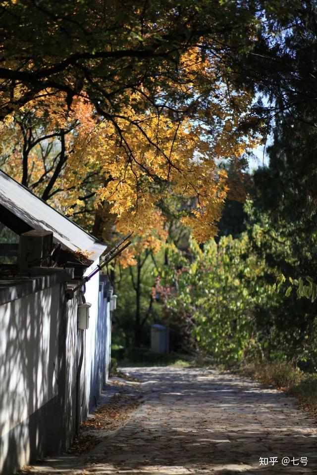 在八大处，寻到了北京最美的秋