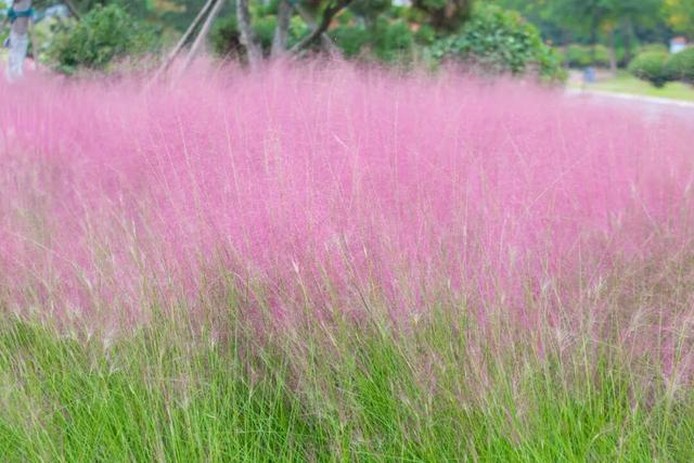 “粉色秘境”已上线！初冬必打卡！位置就在…