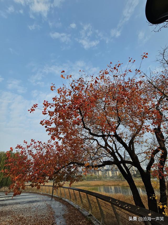 美了醉了爱了乌桕，深秋神奇神秘乌桕，美色美丽美景，一往情深!